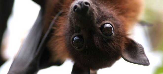 Как избавиться от летучих мышей на балконе?