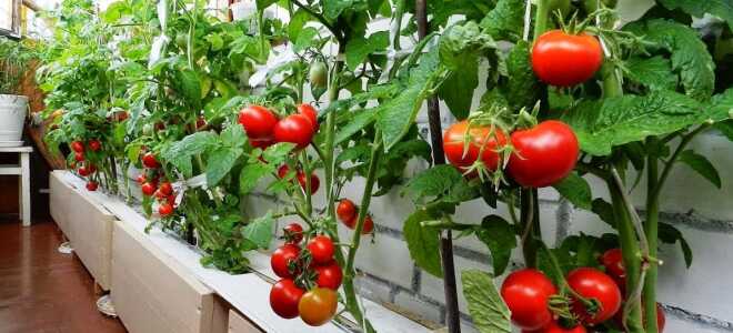 Помидоры на балконе: правильное выращивание