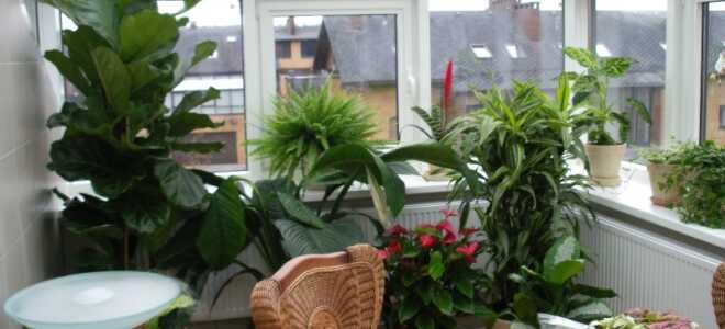 Зимний сад на балконе и лоджии: продумываем все