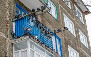 Как избавиться от голубей на балконе: методы