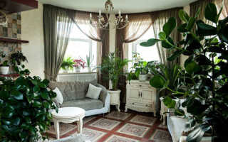 Цветы на подоконнике — различные варианты дизайна