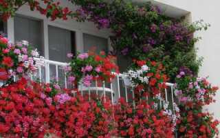 Какие цветы посадить на балконе: наименования растений