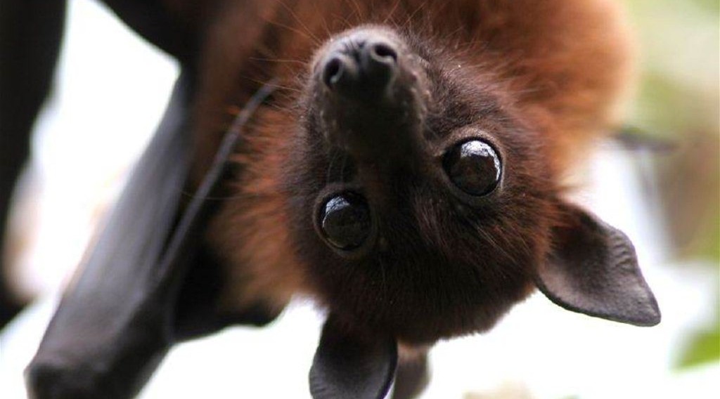 Летучая мышь