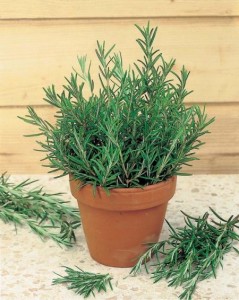 Розмарин Розмарин