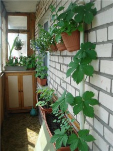 Высадка винограда